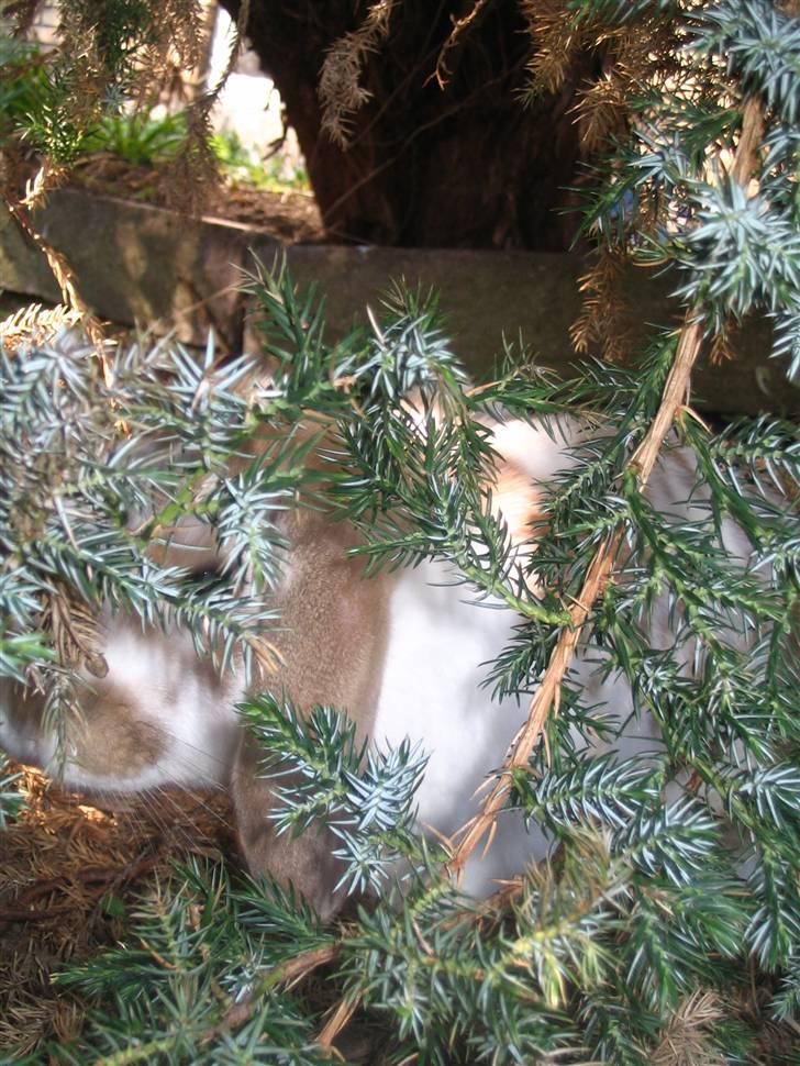 Blandede billedere af skønne ninuser gennem tiden :)  billede 53