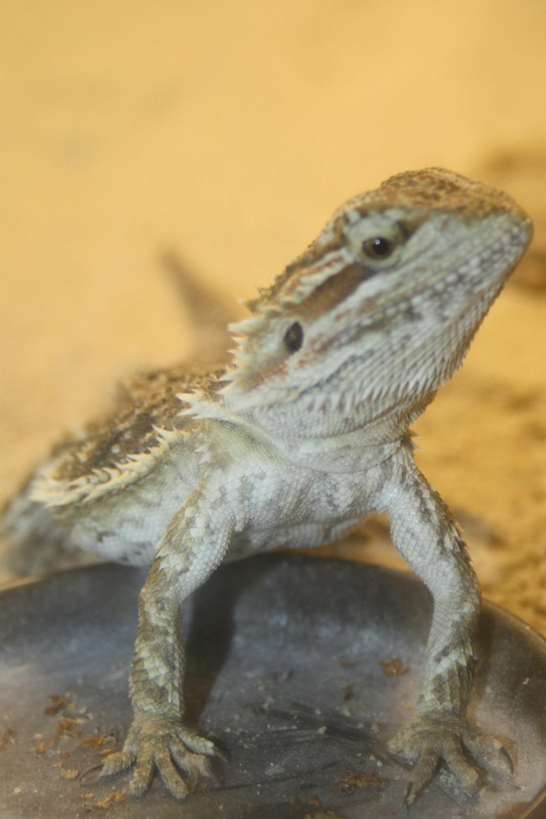 Skægagamer billede 1