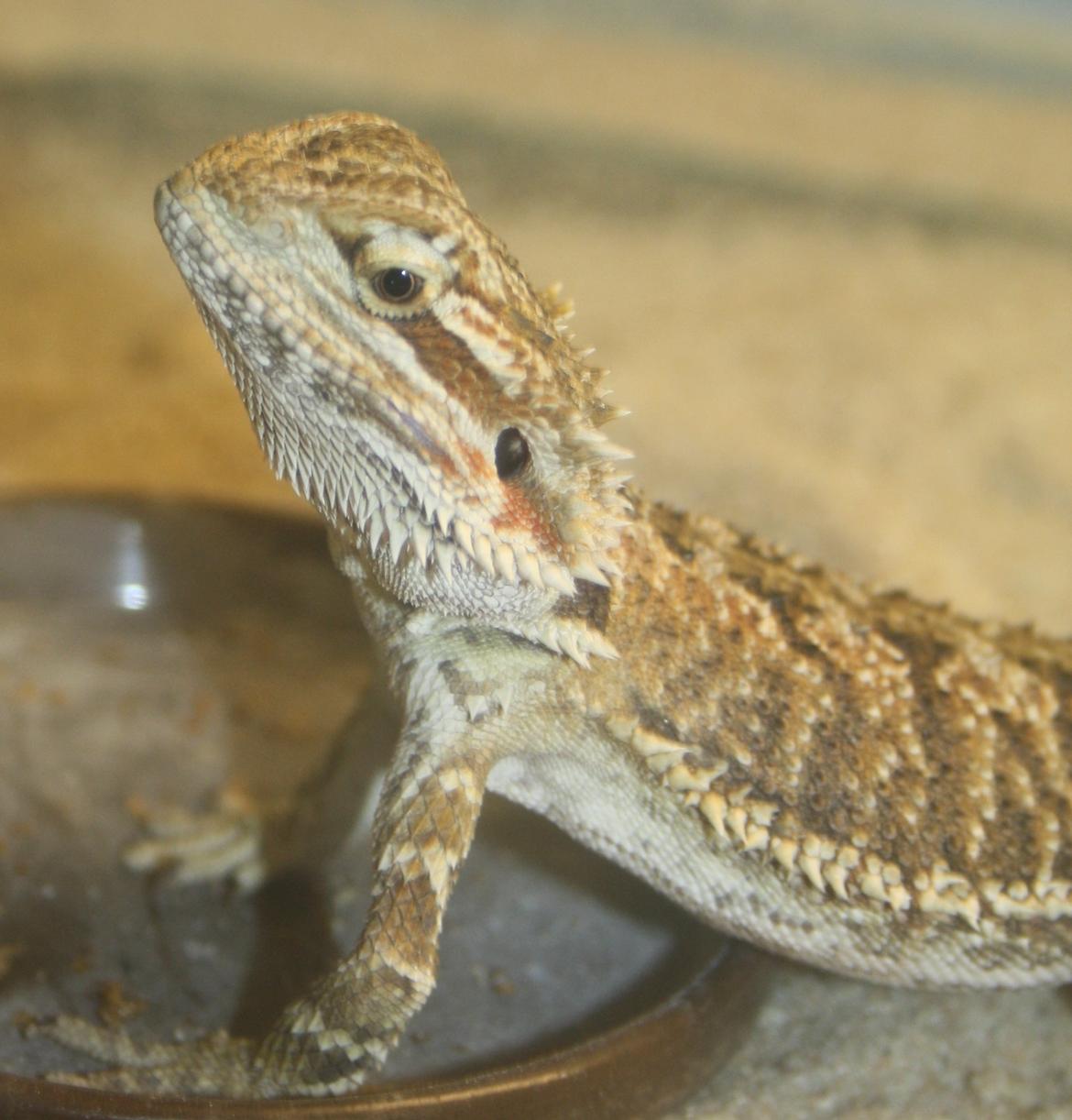 Skægagamer billede 2