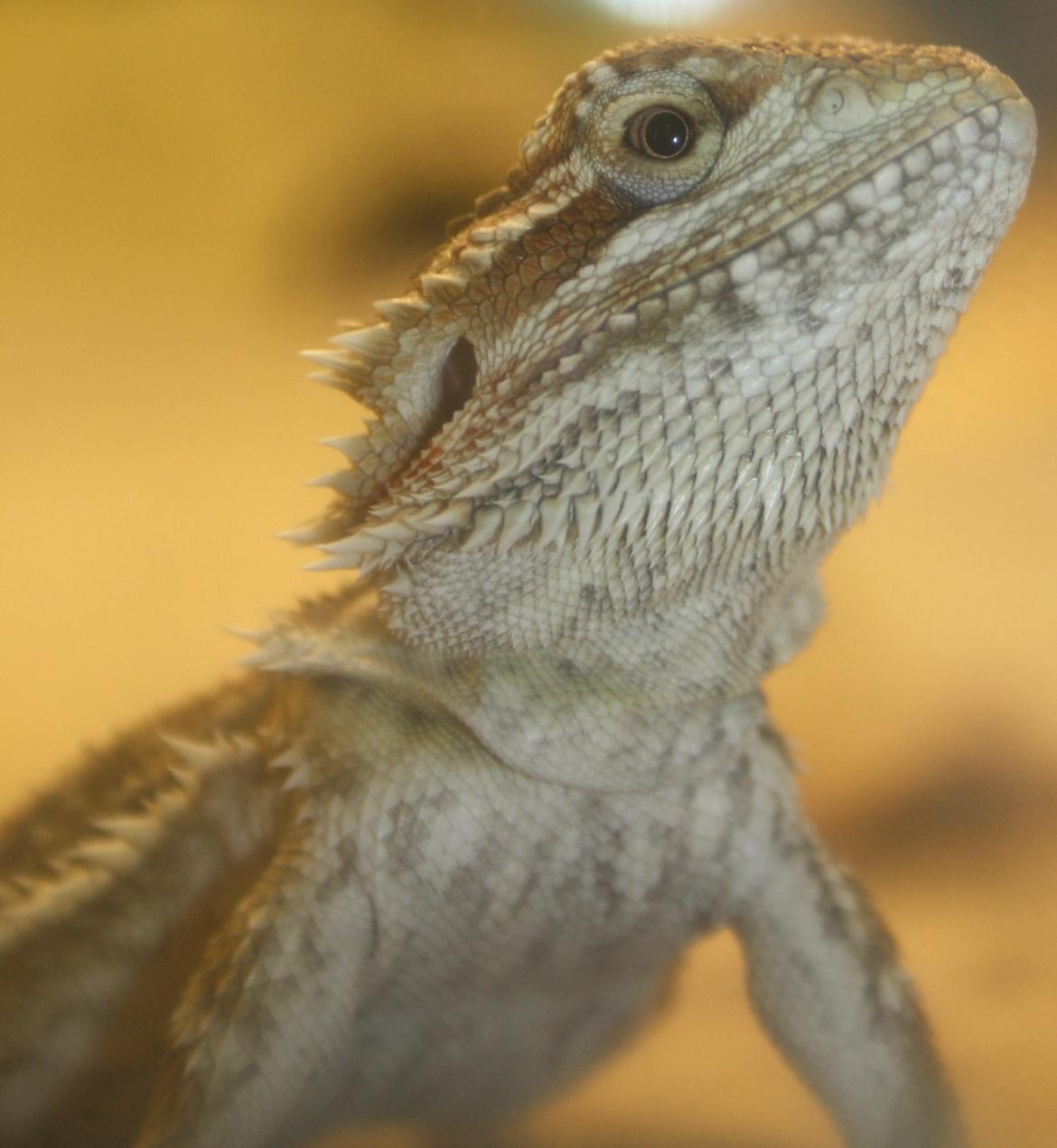 Skægagamer billede 4