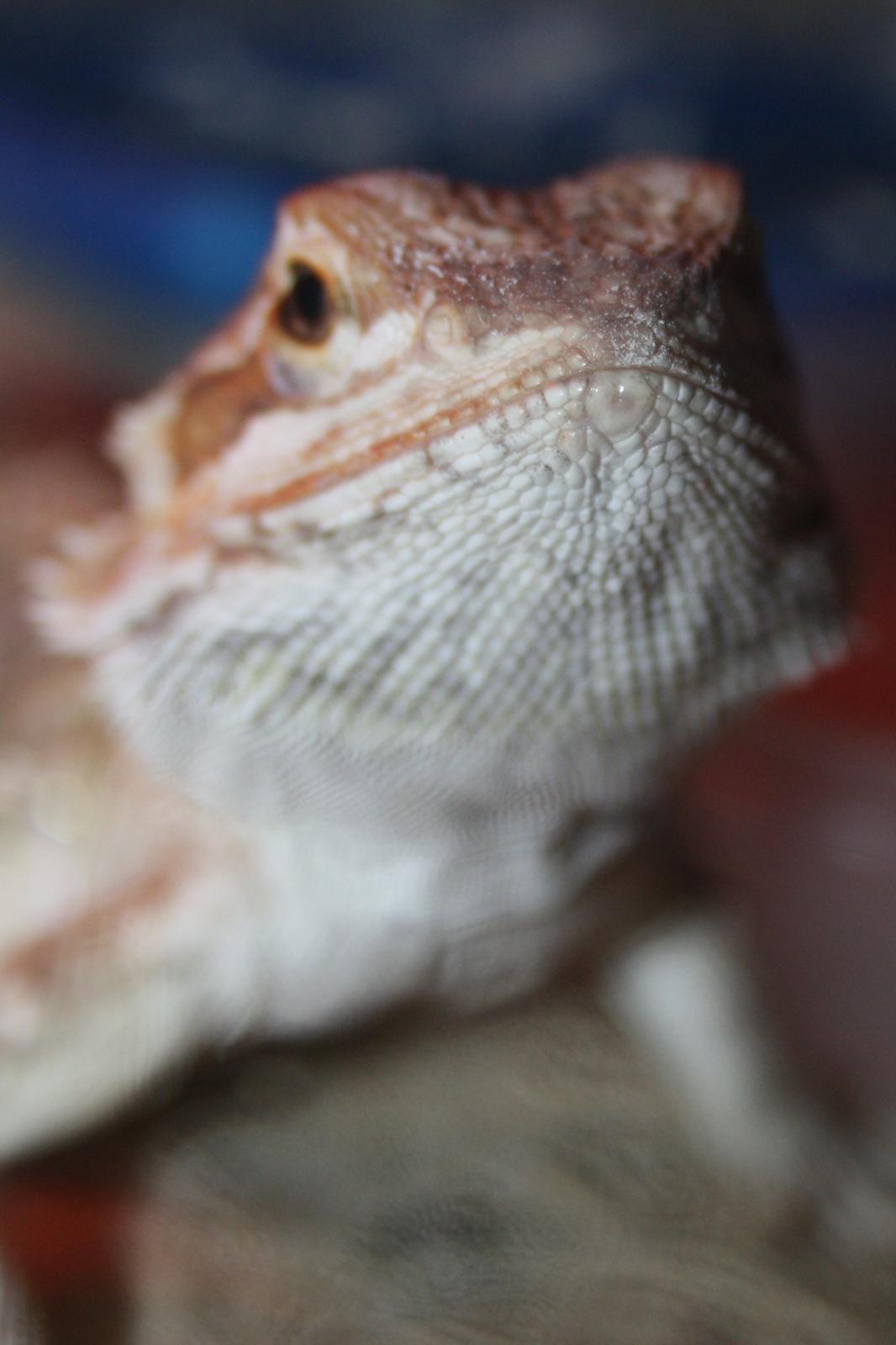 Skægagamer billede 5