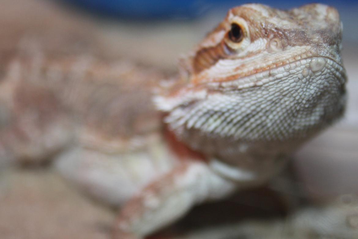 Skægagamer billede 6