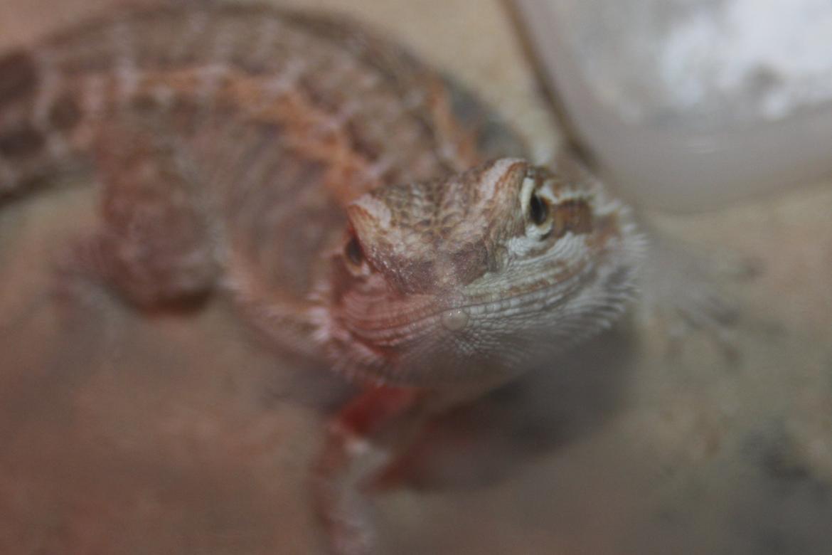 Skægagamer billede 7