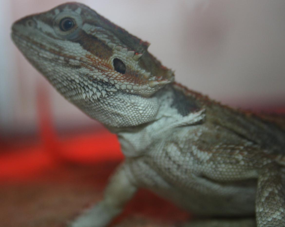 Skægagamer billede 8