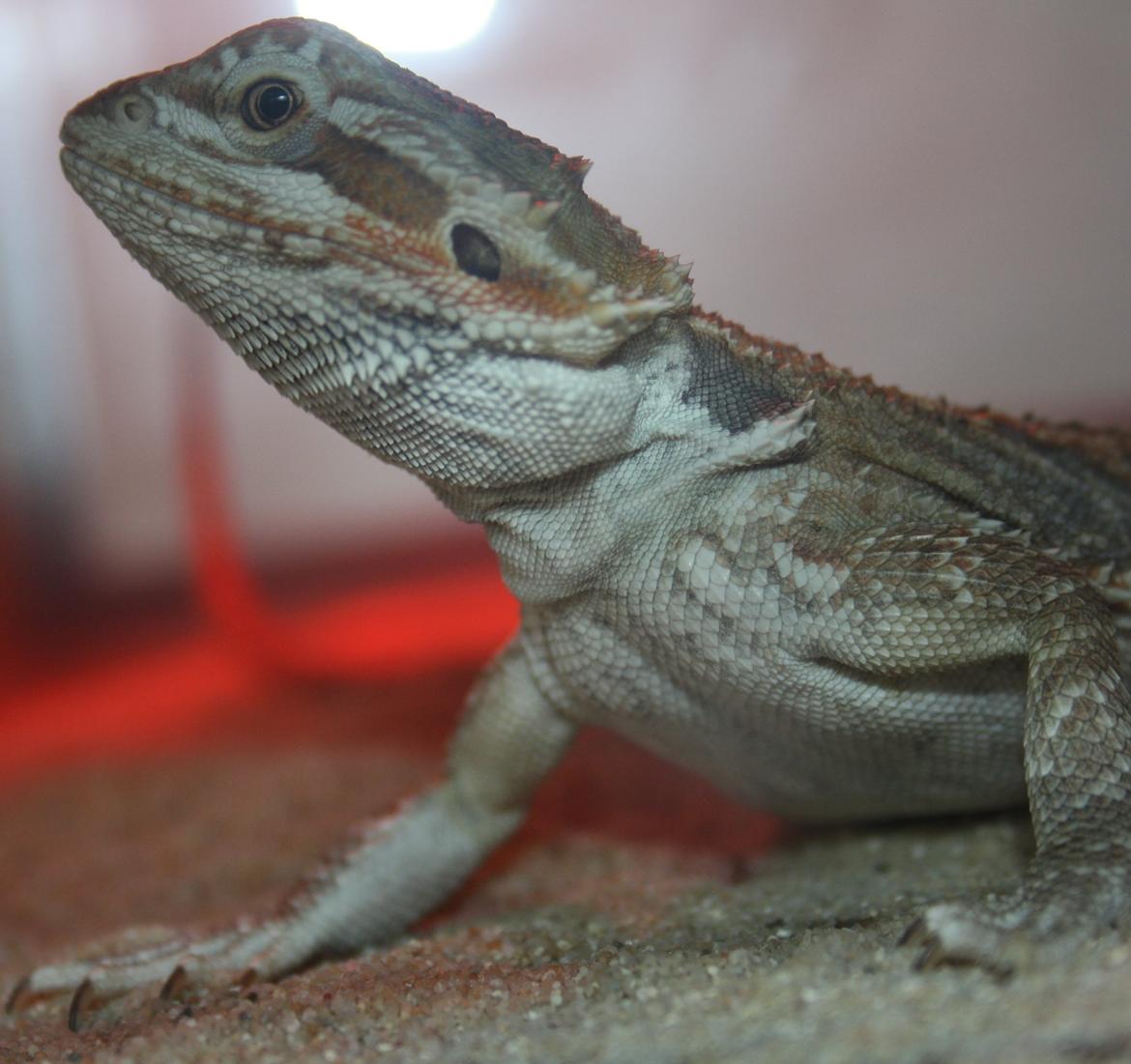 Skægagamer billede 9