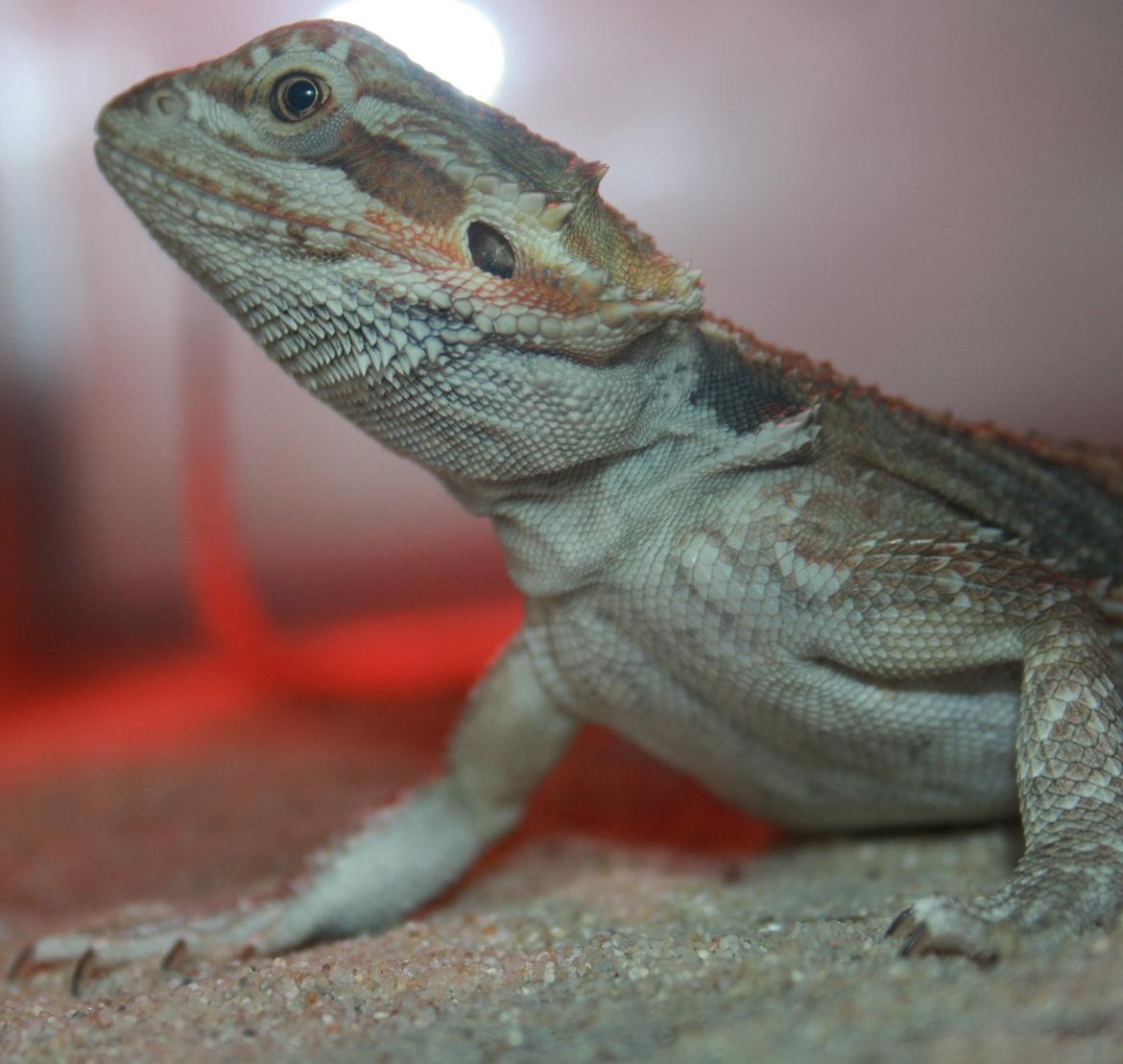 Skægagamer billede 10