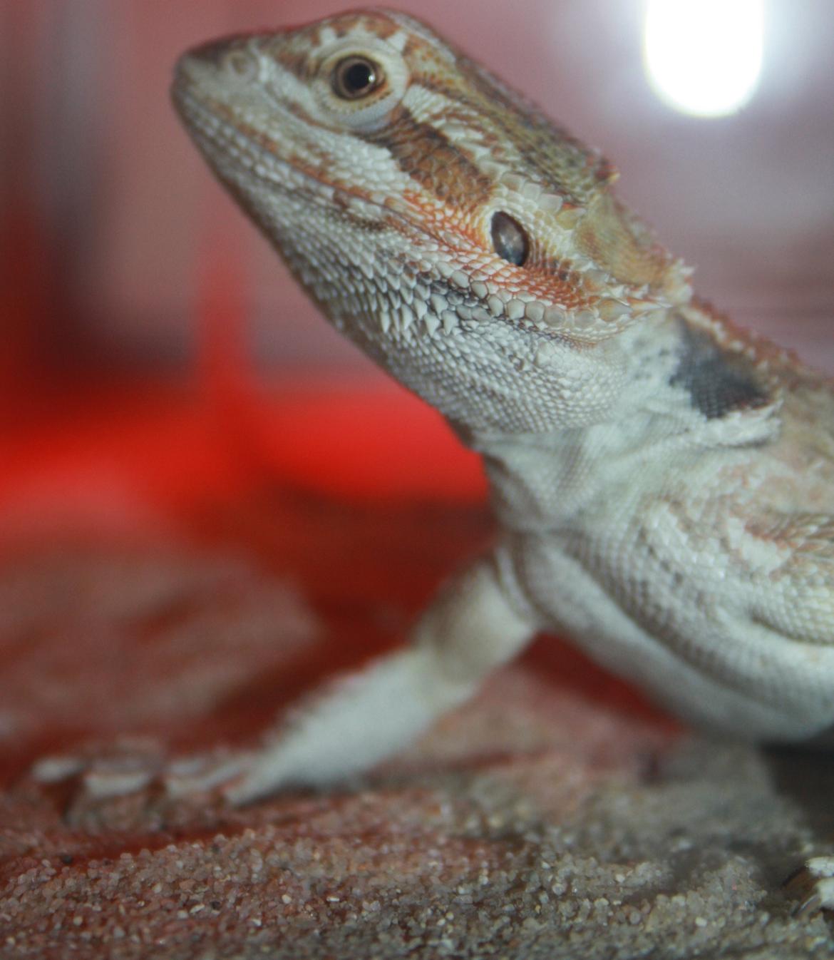 Skægagamer billede 11