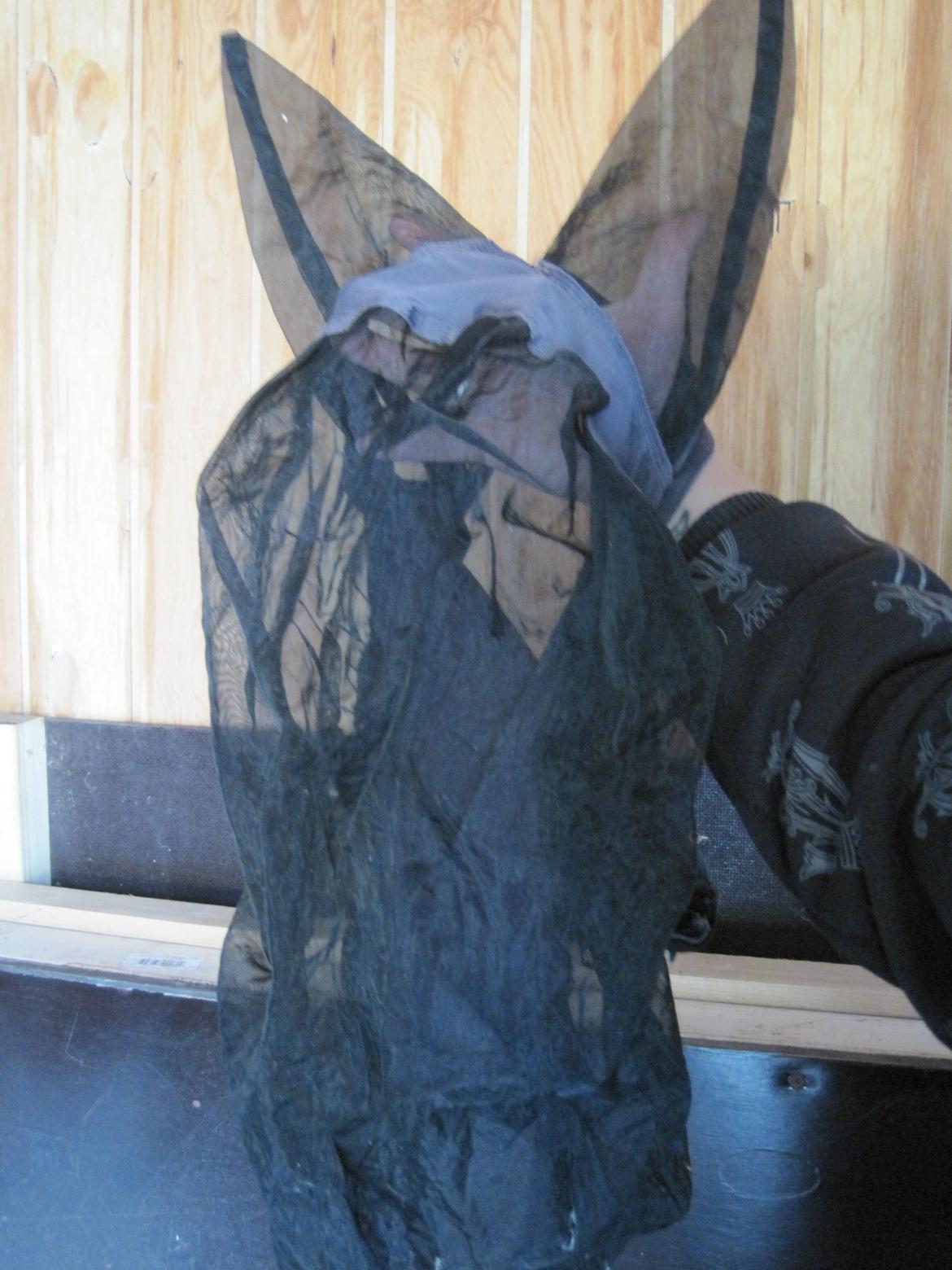 Rideudstyr til salg. - 40 kr. billede 7