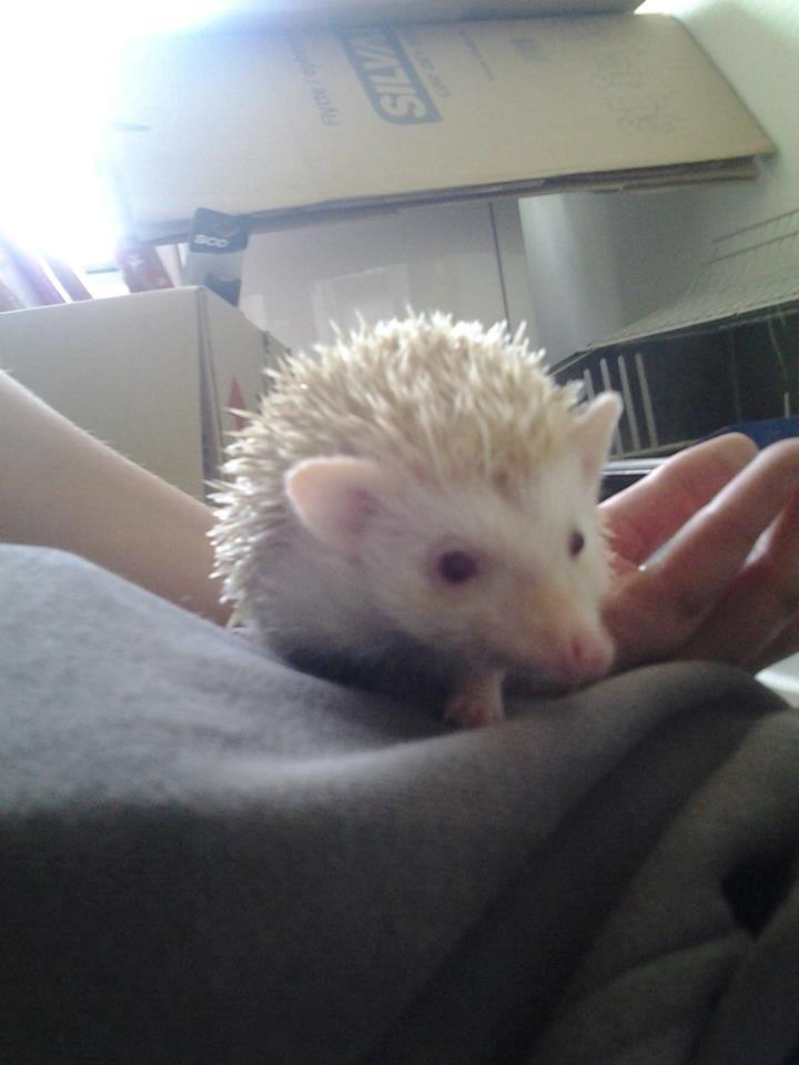 Afrikansk Dværgpindsvin billede 2