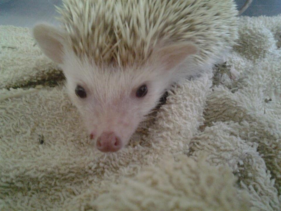 Afrikansk Dværgpindsvin billede 3