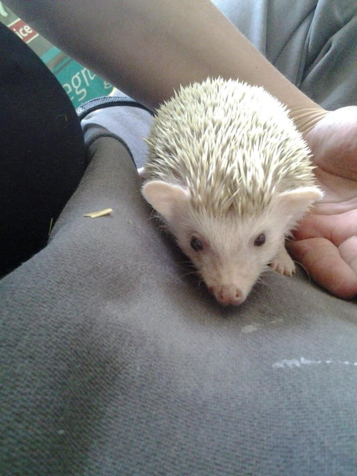 Afrikansk Dværgpindsvin billede 4