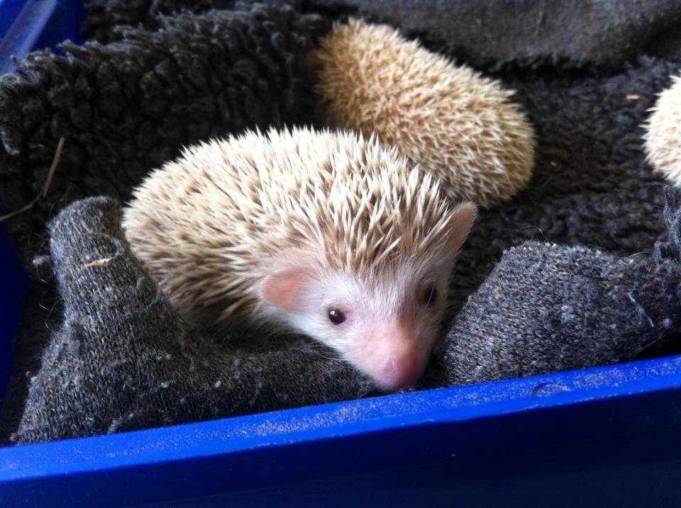 Afrikansk Dværgpindsvin billede 5