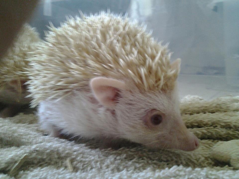 Afrikansk Dværgpindsvin billede 6