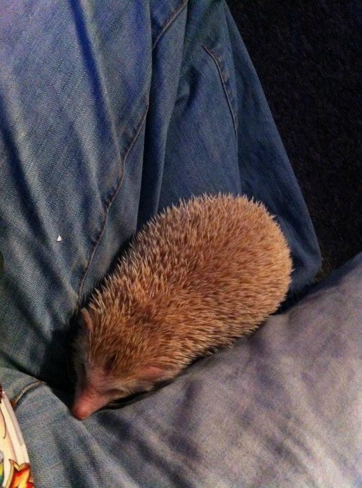 Afrikansk Dværgpindsvin billede 7