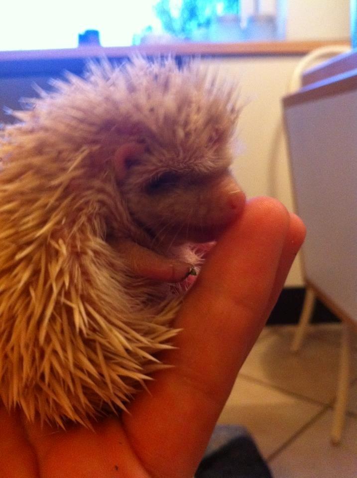 Afrikansk Dværgpindsvin billede 8