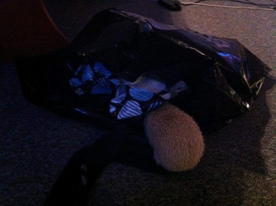 Afrikansk Dværgpindsvin billede 9