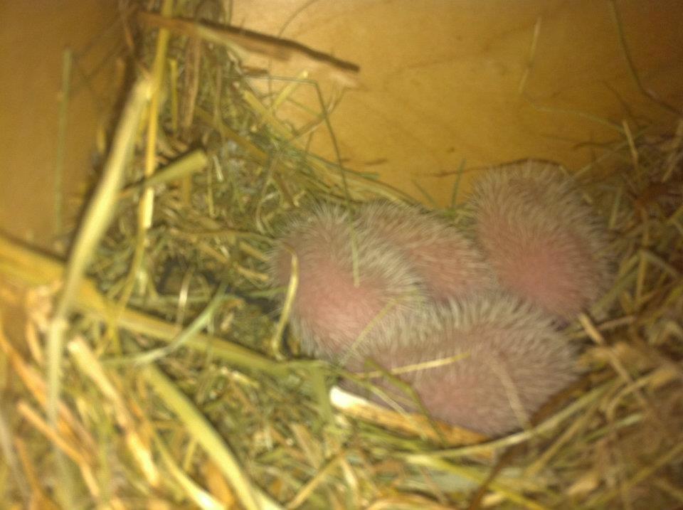 Afrikansk Dværgpindsvin billede 12