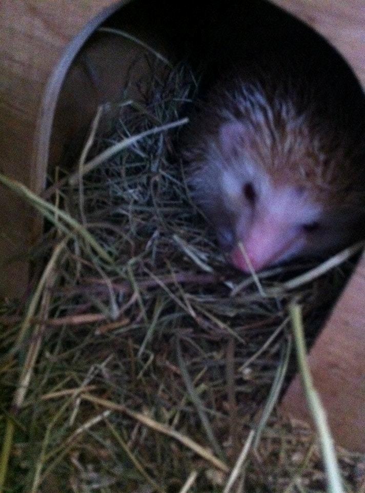 Afrikansk Dværgpindsvin billede 13