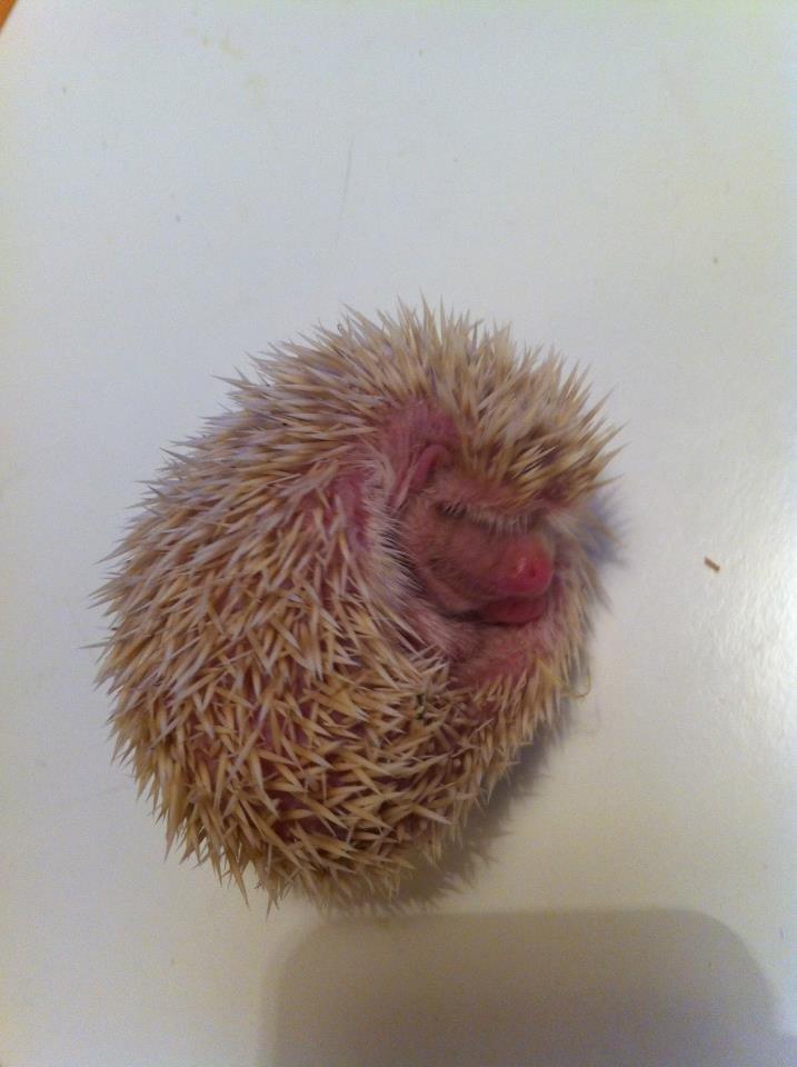 Afrikansk Dværgpindsvin billede 14