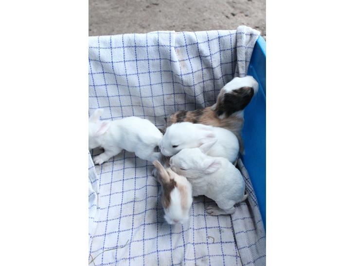 {{currentPhoto.altText}} billede {{currentPhoto.number}}