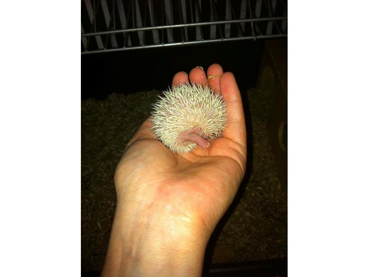 {{currentPhoto.altText}} billede {{currentPhoto.number}}