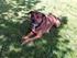 Alto Blandingshund