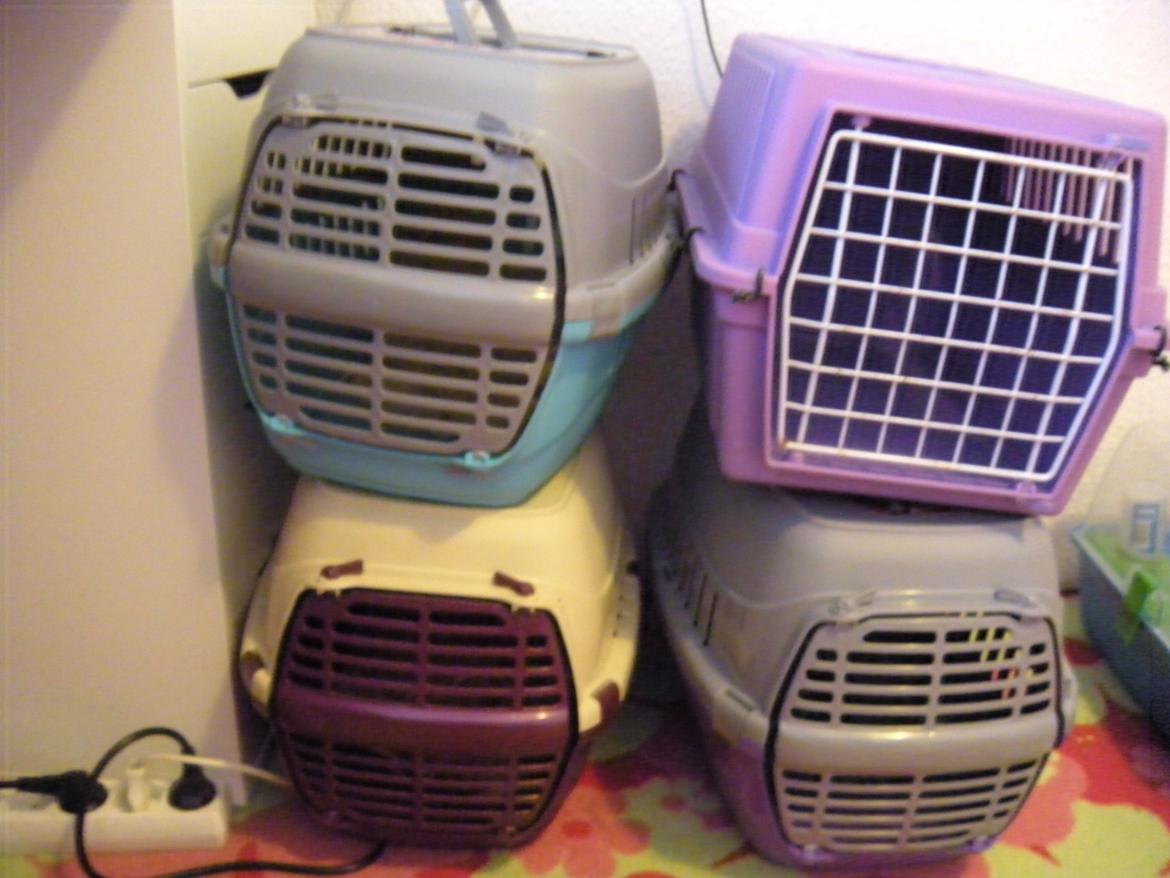 min "stald" //et kig vær// - kransportkasser billede 4