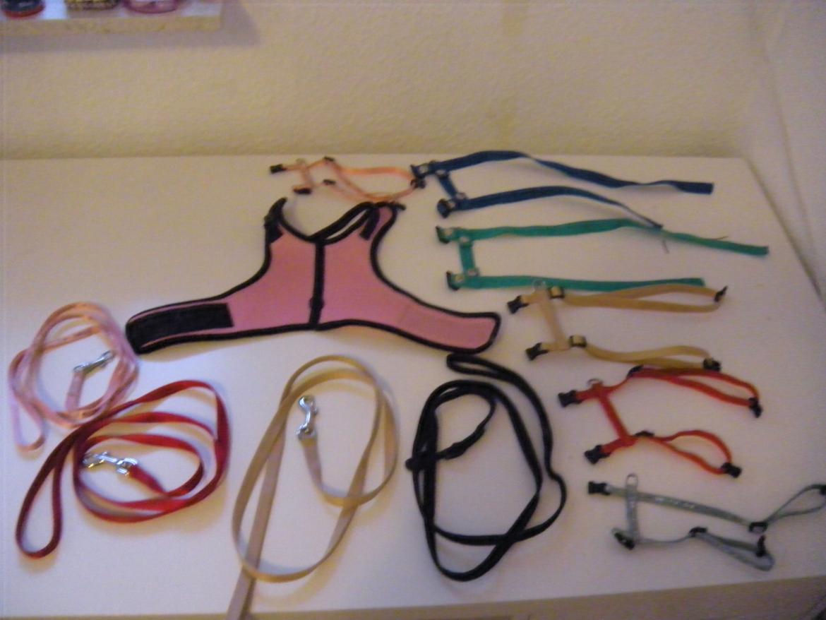 min "stald" //et kig vær// - seler og liner (det er ikke alle jeg bruger) billede 6