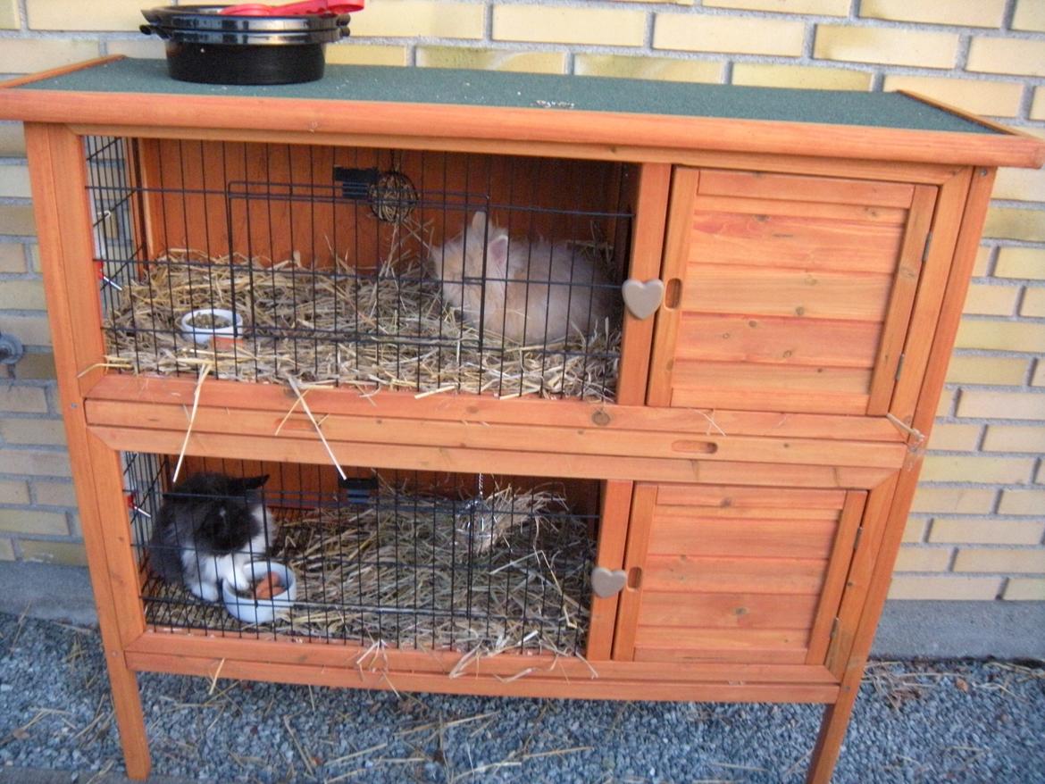 min "stald" //et kig vær// - drengene

charlie øverst og bermuda nederst billede 10