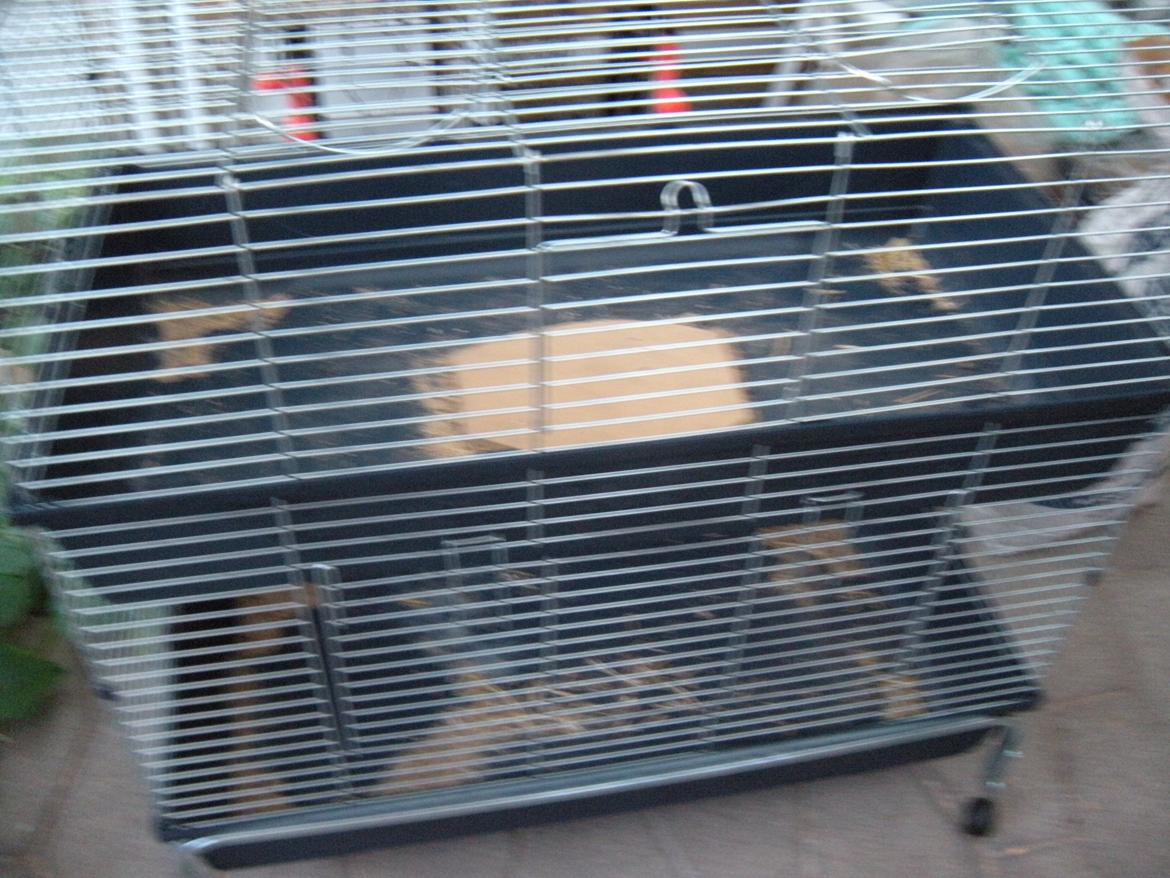 min "stald" //et kig vær// - indeburet Ängels bur og bermudas og bunnys gamle bur (underetagen er indrettet som bur til aug skal vi passe marsvin i overetagen når de ikke skal være her mere fjerner vi træpladen så Ängel for et dobbelt bur )  billede 16