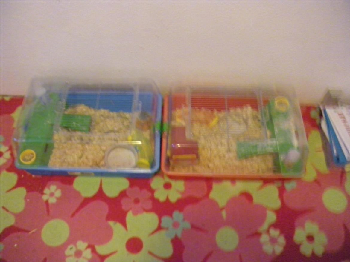 min "stald" //et kig vær// - hamstrenes bure billede 19