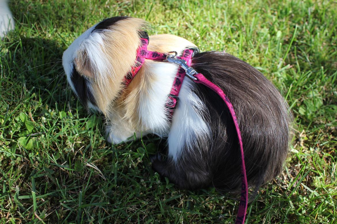 hund og marsvin hygge i sommerhuset  billede 1