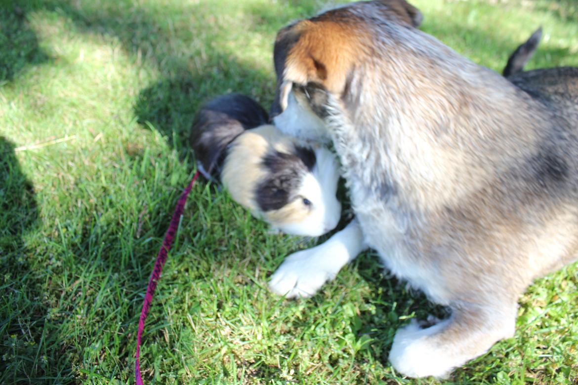 hund og marsvin hygge i sommerhuset  billede 2
