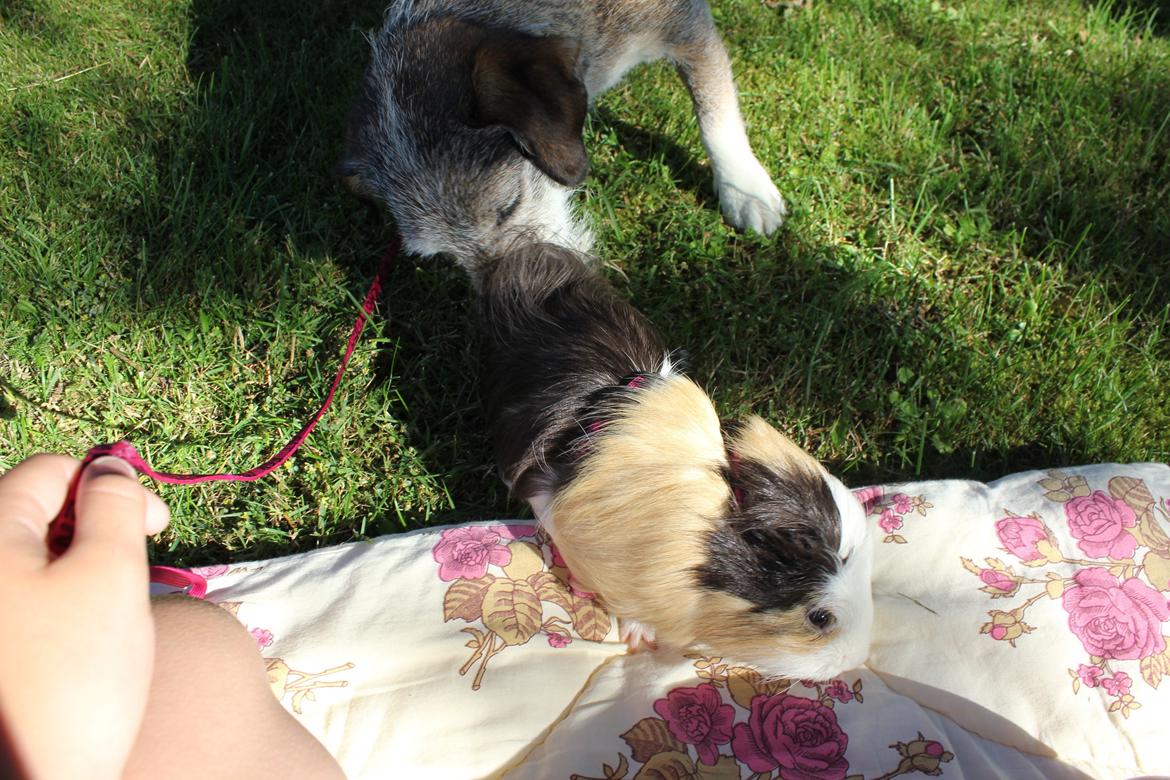 hund og marsvin hygge i sommerhuset  billede 3