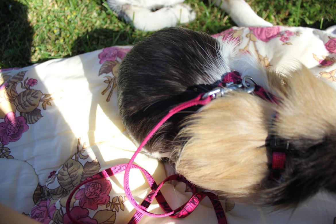 hund og marsvin hygge i sommerhuset  billede 4