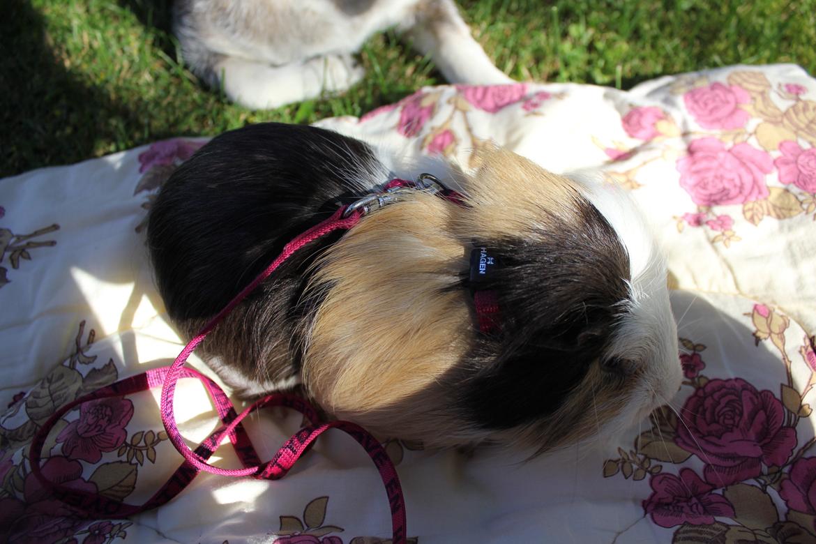 hund og marsvin hygge i sommerhuset  billede 5