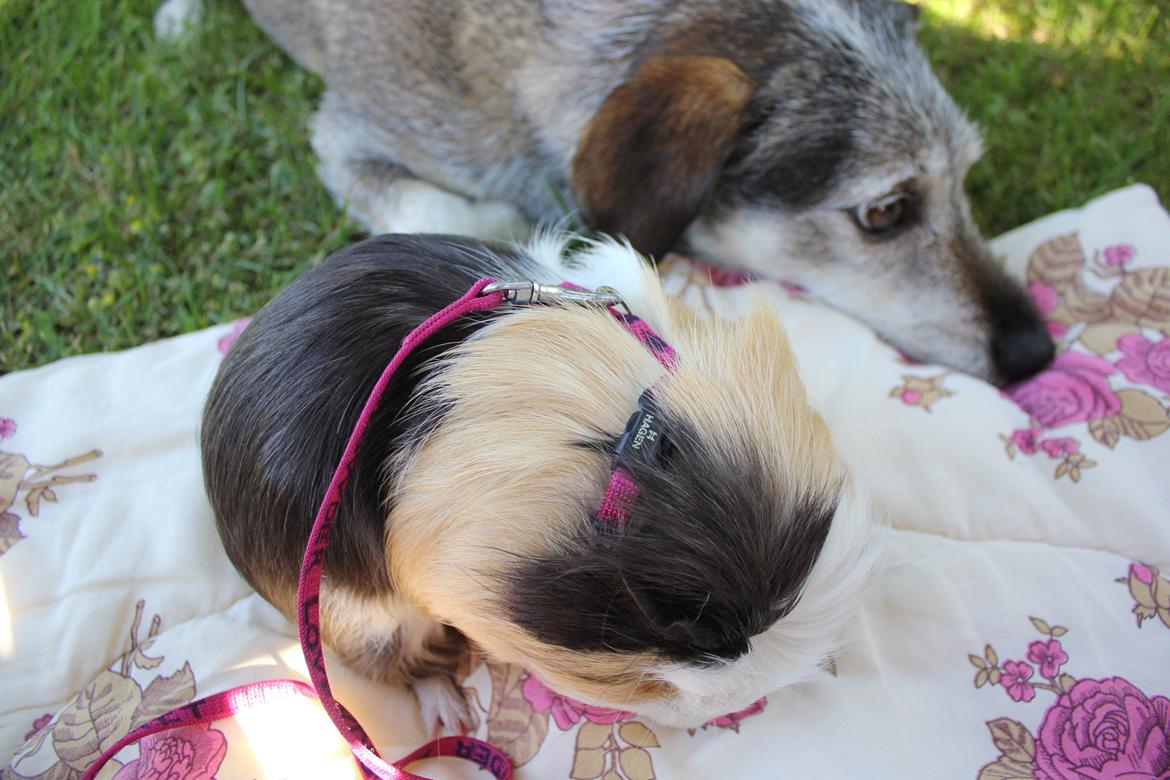 hund og marsvin hygge i sommerhuset  billede 6