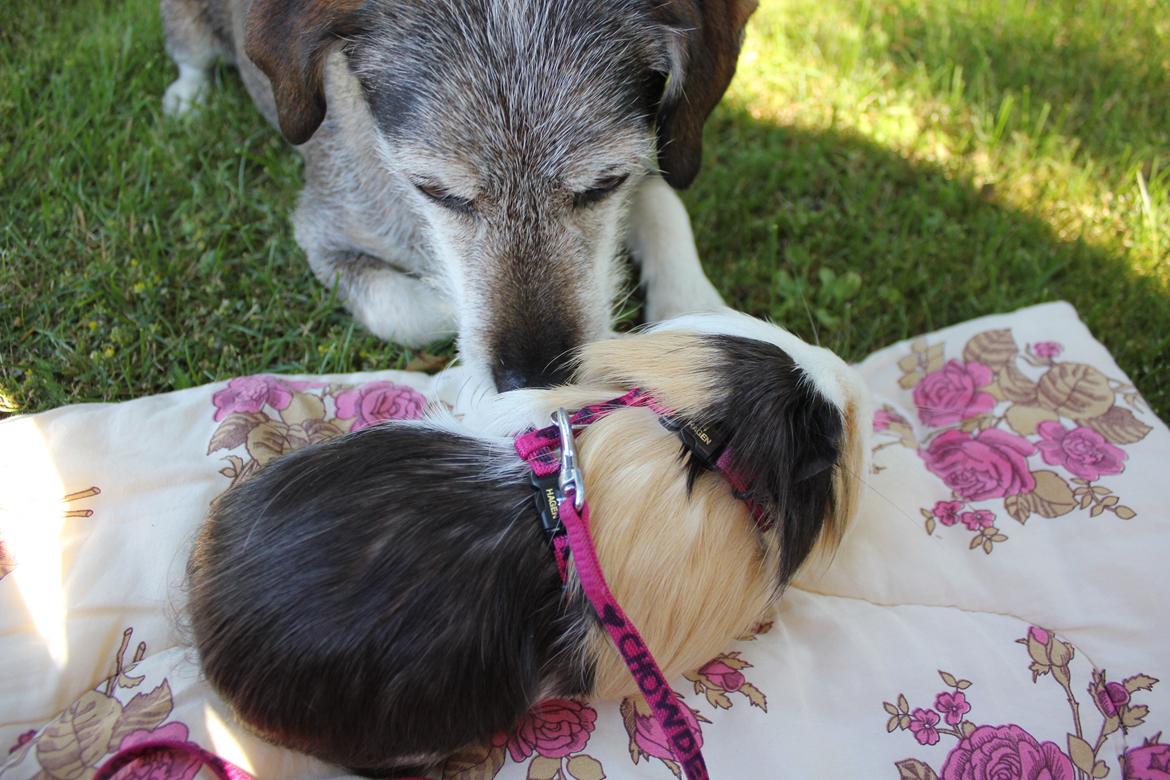 hund og marsvin hygge i sommerhuset  billede 7