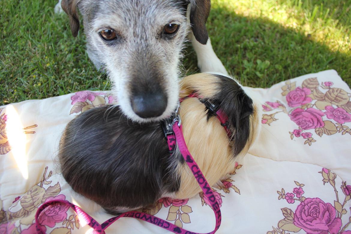 hund og marsvin hygge i sommerhuset  billede 8