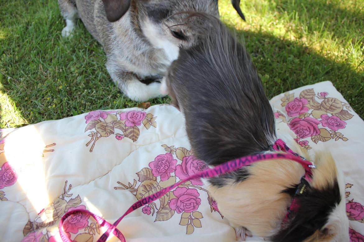 hund og marsvin hygge i sommerhuset  billede 9