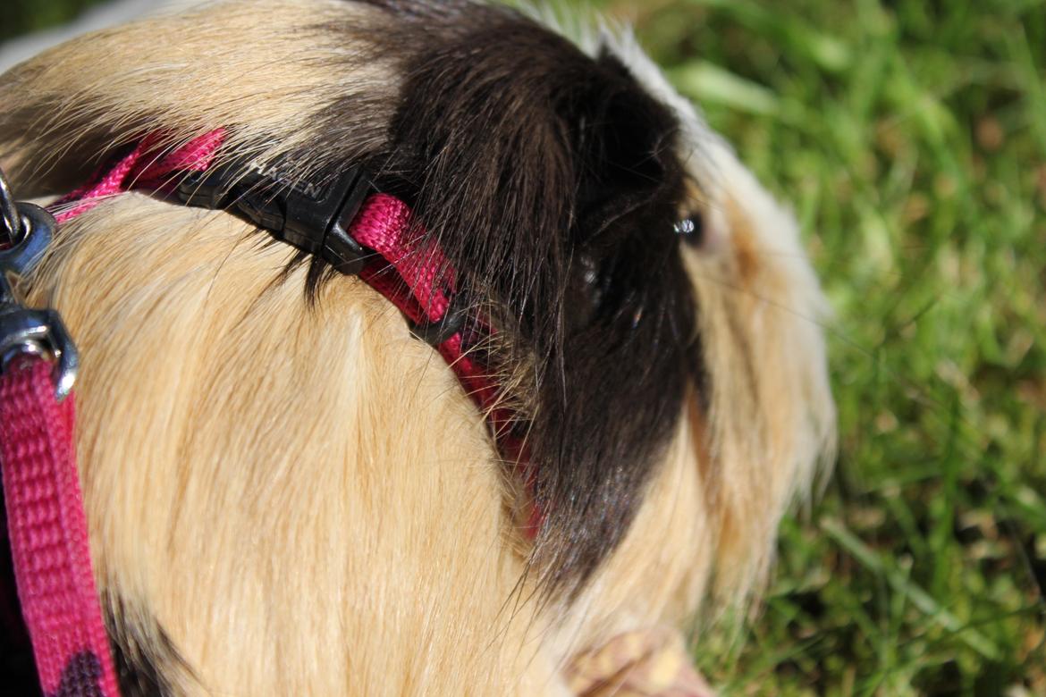 hund og marsvin hygge i sommerhuset  billede 10