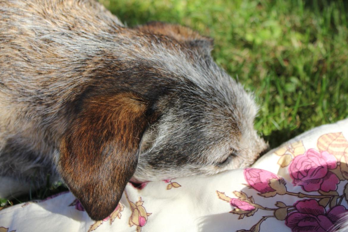 hund og marsvin hygge i sommerhuset  billede 11