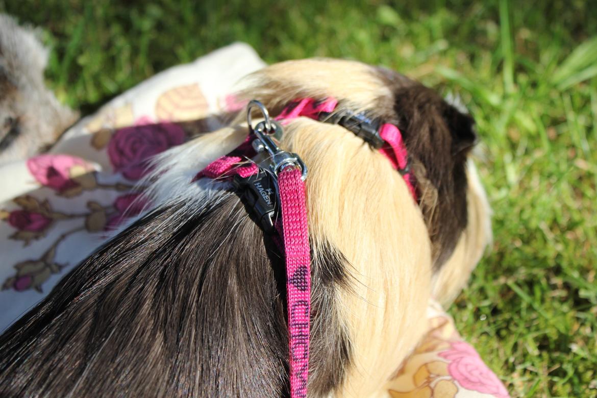 hund og marsvin hygge i sommerhuset  billede 12