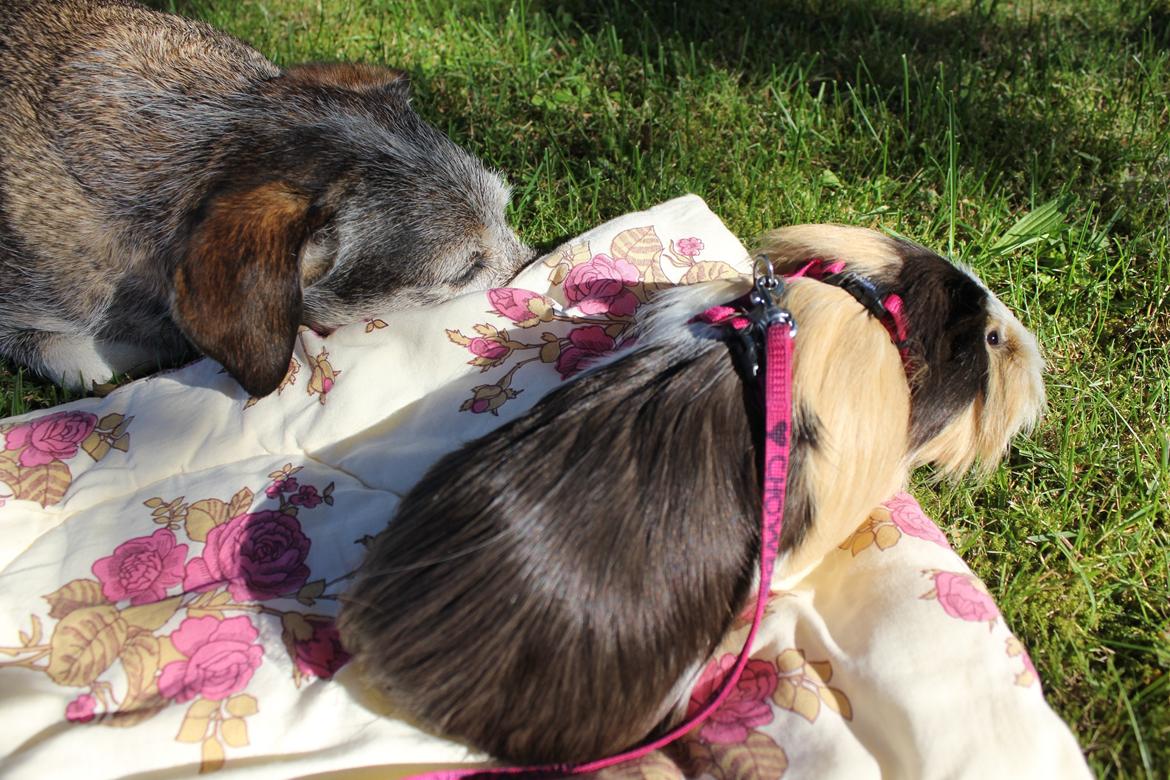 hund og marsvin hygge i sommerhuset  billede 13