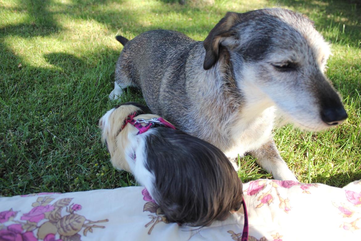 hund og marsvin hygge i sommerhuset  billede 14