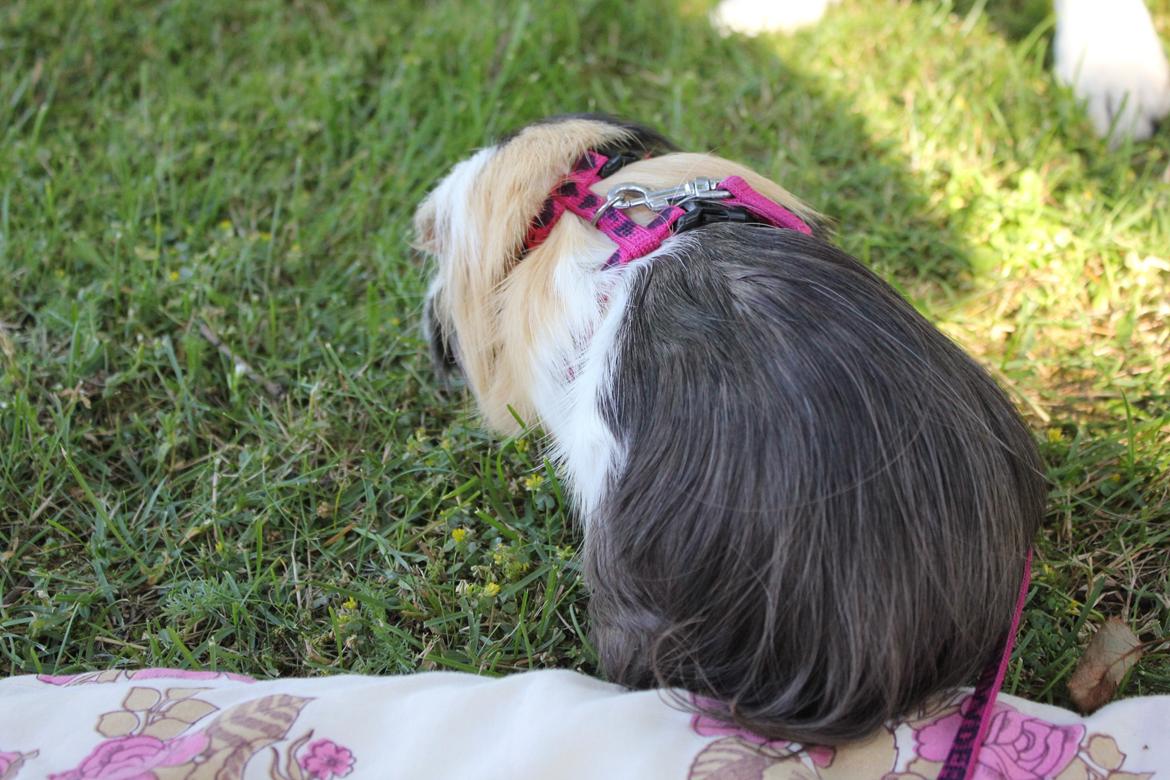 hund og marsvin hygge i sommerhuset  billede 15