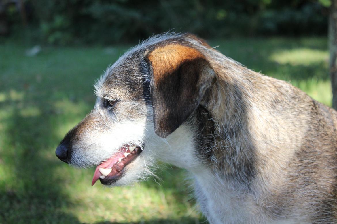 hund og marsvin hygge i sommerhuset  billede 16
