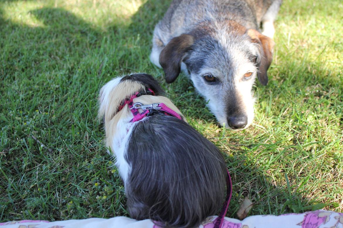 hund og marsvin hygge i sommerhuset  billede 17