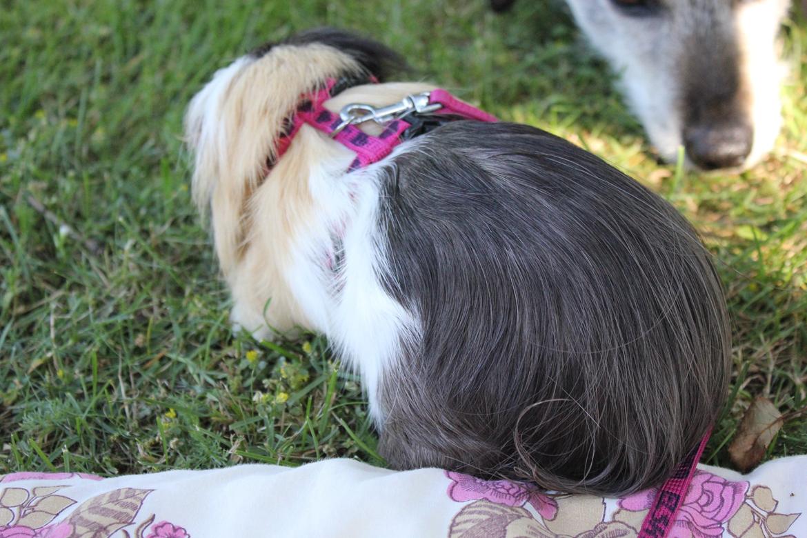 hund og marsvin hygge i sommerhuset  billede 18