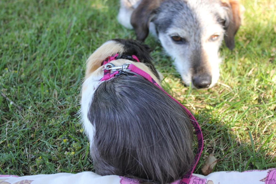hund og marsvin hygge i sommerhuset  billede 19